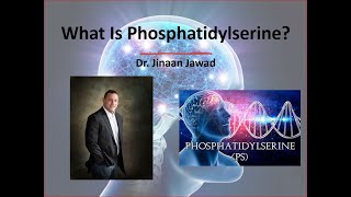 What Is Phosphatidylserine [upl. by Brennen]