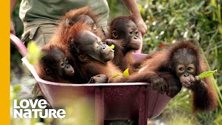 Rescued Baby Orangutans Exploring The World  Love Nature [upl. by Aluor]