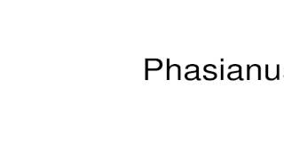 How to pronounce Phasianus [upl. by Llieno546]