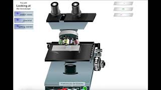 Como usar un microscopio óptico practíca en este simulador [upl. by Ardnohsal273]