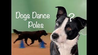 Dogs Dance Poles [upl. by Seigler]