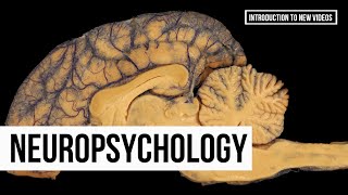 Introduction to a New Series of Neuropsychology Videos Series 1 [upl. by Ettenig77]