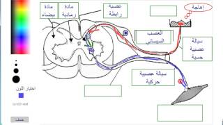 الجهاز العصبي الإنعكاسات الشوكية [upl. by Aniham]