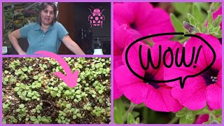 How to Plant Petunia Seedlings Planting Transplanting Time [upl. by Dareen]