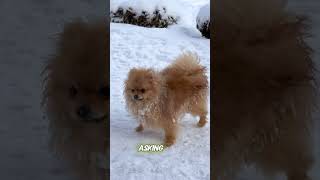 This Is What Makes Dogs Such Loyal Companions dog subscribe doglover shorts [upl. by Adnwahsor]