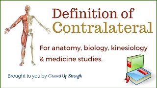 Contralateral Definition Anatomy Kinesiology Medicine [upl. by Eleonora]