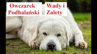 Owczarek PODHALAŃSKI  Wady i Zalety [upl. by Kynthia]