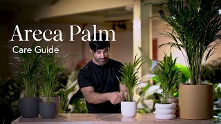 Areca Palm Care Guide  How to Pick Place and Parent Your New Plant [upl. by Nancy]