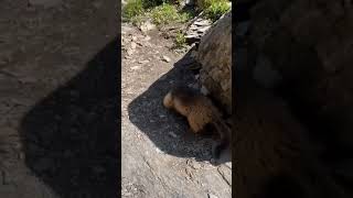 Bobak Marmot animalsanimallover [upl. by Ased]