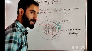 secondary growth in plants cork cambium for NEET CUET Board examinationsAdilbotany science [upl. by Ralfston]