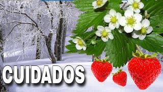 👉FRUTILLAS  Cuidados de las Plantas de Fresas en INVIERNO 🍓 [upl. by Lifton]