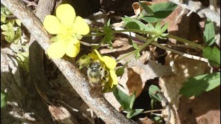 Leafcutter Bee Pollinates Cinquefoil Flowers [upl. by Drooff]