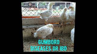 Gumboro disease or IBD poultry disease treatment control amp vaccination [upl. by Franciska]