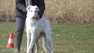 First Coursing run for Borzoi [upl. by Mccallion748]