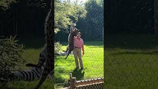 African Serval runs onto the Cheetah yard and jumps for a whiffle ball on a string [upl. by Ecneitap]