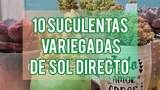 10 SUCULENTAS VARIEGADAS DE PLENO SOL QUE TE RECOMIENDO TENER JARDÍN SUCULENTO [upl. by Mcclish364]