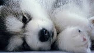 Pomsky Puppies cute Puppy Pomskies Cross Pomeranian Husky Tiny Adorable Baby POM Pomskys compilation [upl. by Irrep]