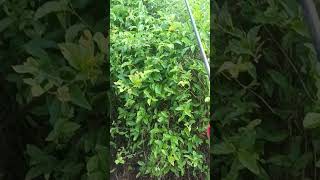 Electric pump ⚡ spraying for jasmine plants [upl. by Hakim694]