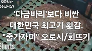 quot다금바리보다 비싼 대한민국 최고가 횟감 quot줄가자미quot [upl. by Sachs739]