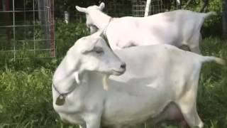 Prize Winning Dairy Goat Breeds at Redwood Hill Farm [upl. by Petersen]