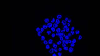 E14 cell colony DAPI staining [upl. by Dnamron]