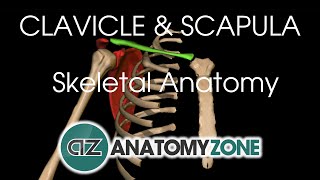 Clavicle and Scapula  Shoulder Girdle  Anatomy Tutorial [upl. by Conte]