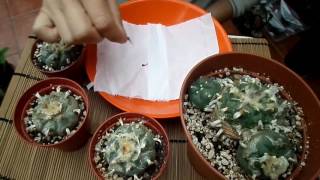 How to Harvest Cactus seed  Lophophora  The Peyote Cactus [upl. by Disraeli861]