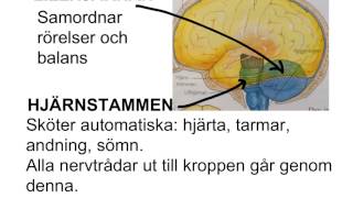 Centrala nervsystemet [upl. by Gran845]