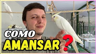 COMO AMANSAR UMA CALOPSITA [upl. by Ynner]