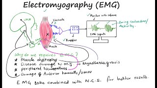 EMG II Electromyography II Muscle electrical activity [upl. by Mcnamee]