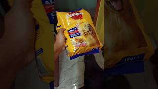 pedigreedog food kaise de dogfood pedigree trending labrador dog viral [upl. by Ahsanat]