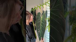 Massive philodendron melanochrysum cutting houseplant [upl. by Arekahs]