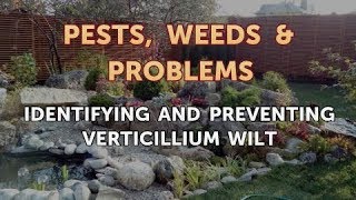 Identifying and Preventing Verticillium Wilt [upl. by Wynnie]