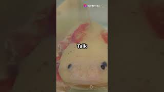 facts axolotl fact about axolotl [upl. by Drahcir648]