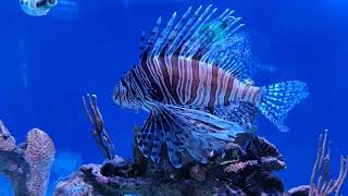 Florida Keys Aquarium Encounters in Marathon FL 2 [upl. by Branch]