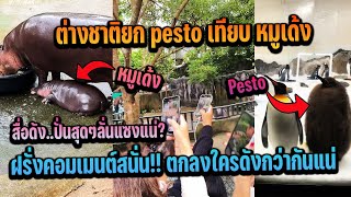 สื่อดังปั่นสุดๆ ต่างชาติยก pesto เทียบ หมูเด้ง ฝรั่งคอมเมนต์สนั่น ตกลงใครดังกว่า [upl. by Janean]