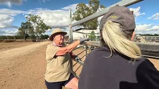 Callide lookout amp Clearview Brumby Rescue [upl. by Kirsten]