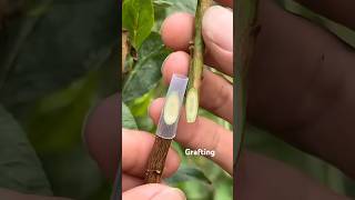 Best Method To Graft Fruit Trees shorts grafting fruit tree viralvideo youtubeshorts [upl. by Oivlis984]