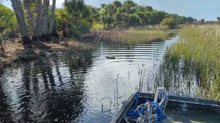 Airboat Ride Through the Florida Swamp [upl. by Eiresed]