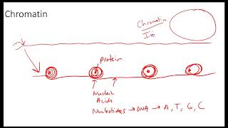 AP Biology Beyond the Vocabulary Cell Division Vocabulary [upl. by Maag907]