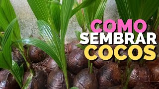 COMO SEMBRAR COCOS [upl. by Zampino589]