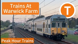 Peak Hour Trains At Warwick Farm [upl. by Alta]