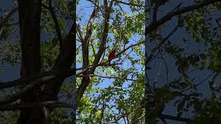 Summer tanagers are mediumsized chunky songbirds birdenthusiast birdlover BirdSpecies tanagers [upl. by Mab]