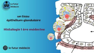 Épithélium de revêtement et glandulaire histologiquement  partie 2 [upl. by Tareyn]