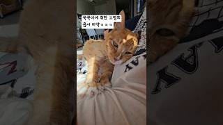 왜 내 고양이 꾹꾹이는 이렇게 아프죠 꾹꾹이 팔뚝에발톱자국송송 고양이 고양이집사 오묘팸 오묘패밀리 고양이일상 꾹쭙이 코숏 cute cat [upl. by Jeanette]