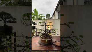 Ficus Microcarpa Kimeng [upl. by Annerol700]