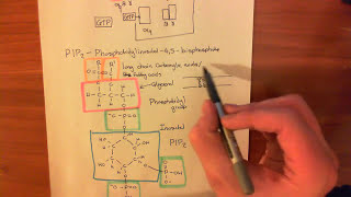 The Protein Kinase C Pathway Part 1 [upl. by Yenaffit]