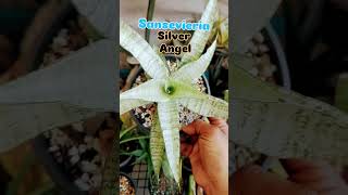 Sansevieria silver angel plants snakeplantsansevieriaplants gardenhouseplants theplantkingdom [upl. by Roose]