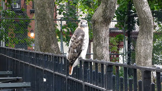 Adult redtailed hawk catches a rat in Tompkins Square [upl. by Anileda]