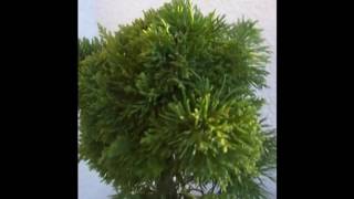 Bonsai Juniperus chinensis Plumosa Aurea [upl. by Ado]